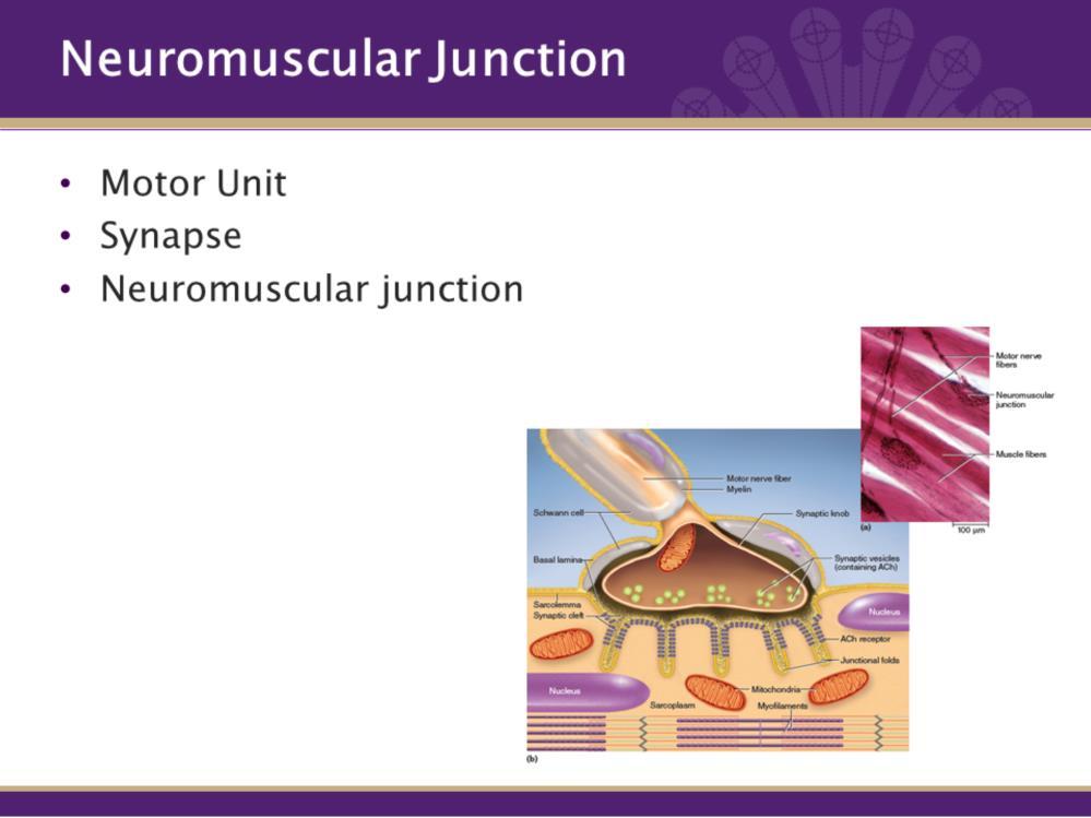 A Motor Unit is 1 neuron (nervous fiber) and all the muscle fibers stimulated by it. A synapse is the functional connection between a nerve and its innervated cell, in this case a muscle fiber.