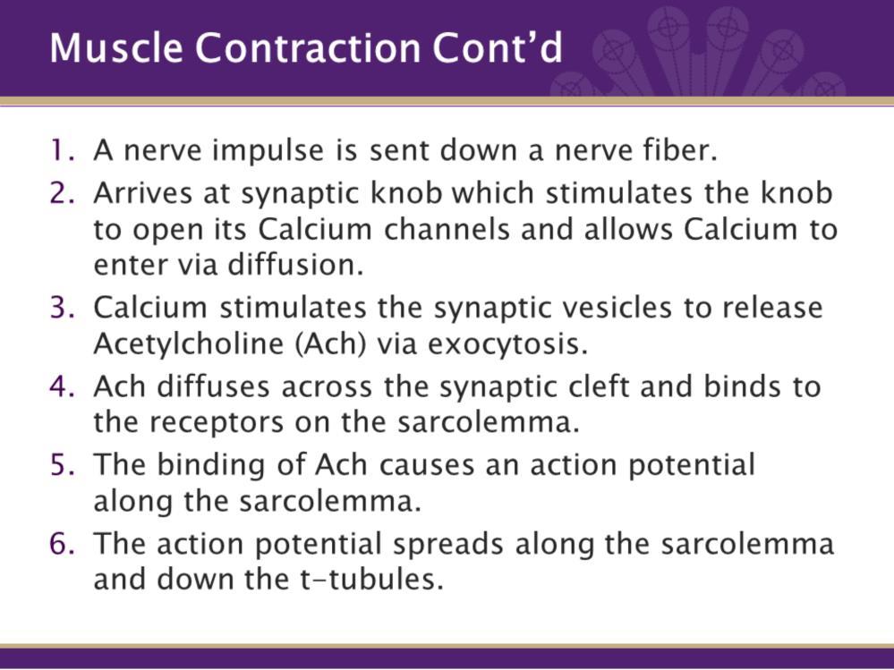 So, now for the actual steps in a muscle contraction. 1. A nerve impulse is sent down a nerve fiber. 2.