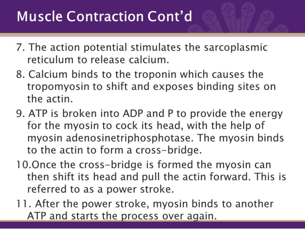 Continuing from the slide before 7. The action potential in the t-tubules stimulates the sarcoplasmic reticulum to release Ca++ and it diffuses into the sarcoplasm.