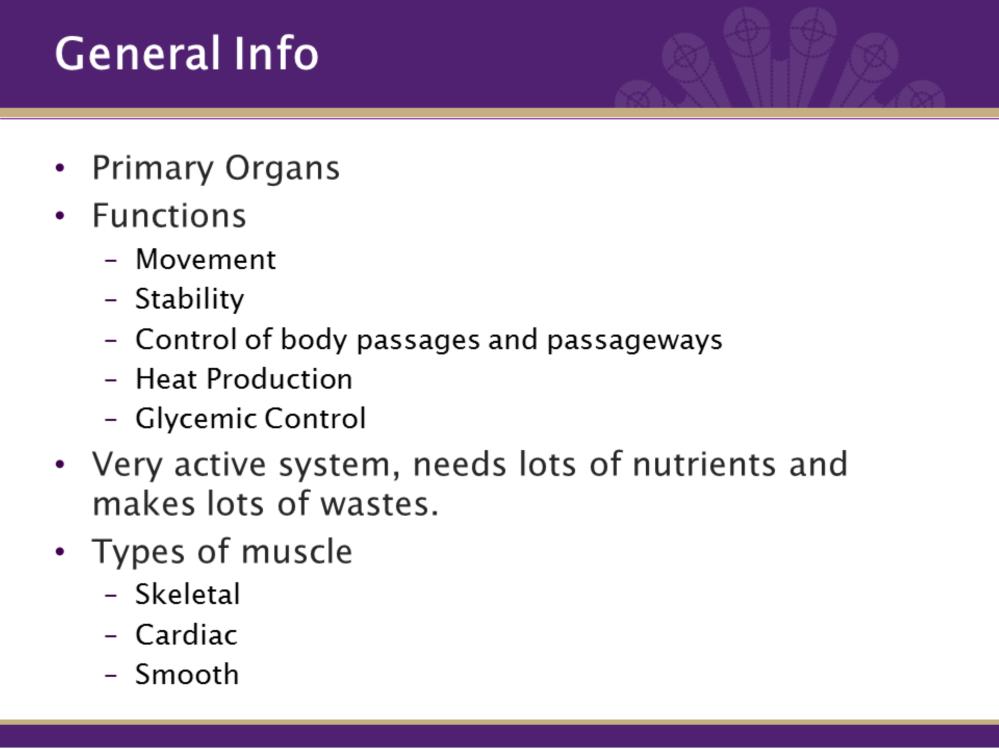 Muscles themselves are considered the primary organ is this system. Each muscle is considered a separate organ.