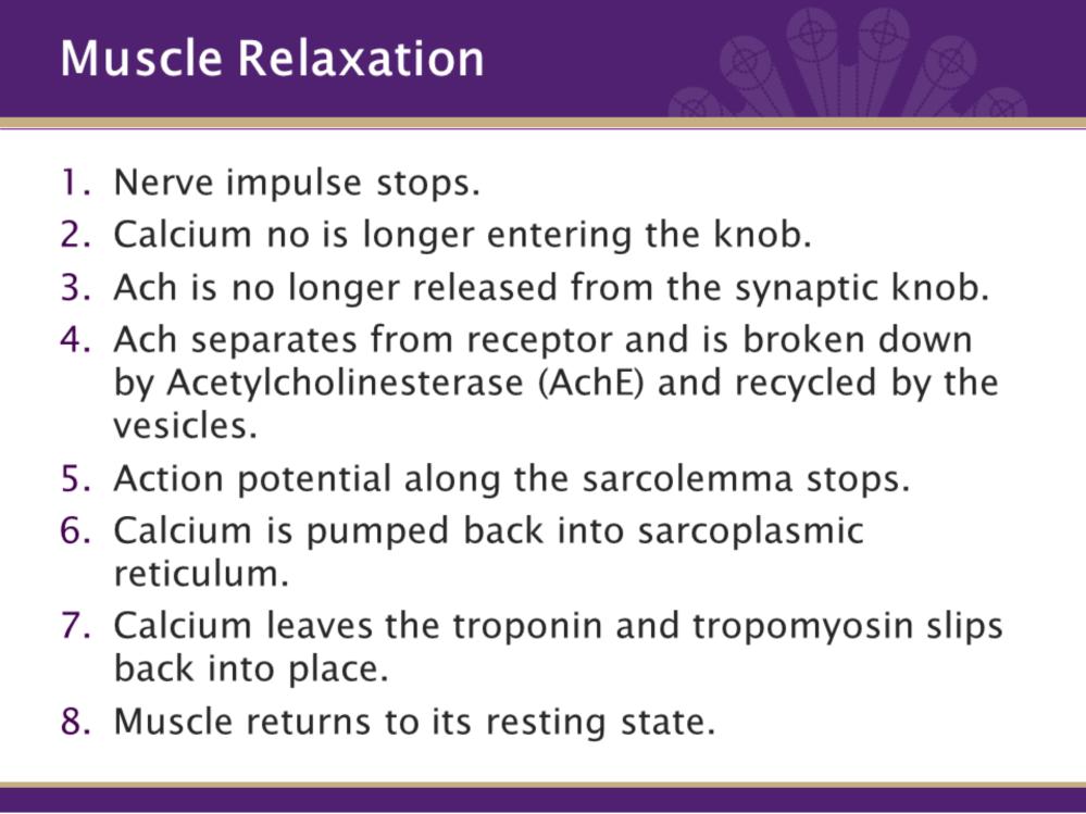 If there is contraction, we must have relaxation so the muscles can go back to their resting state. The steps for RELAXATION: 1. The nerve impulse stops. 2. Calcium is no longer entering the knob. 3.