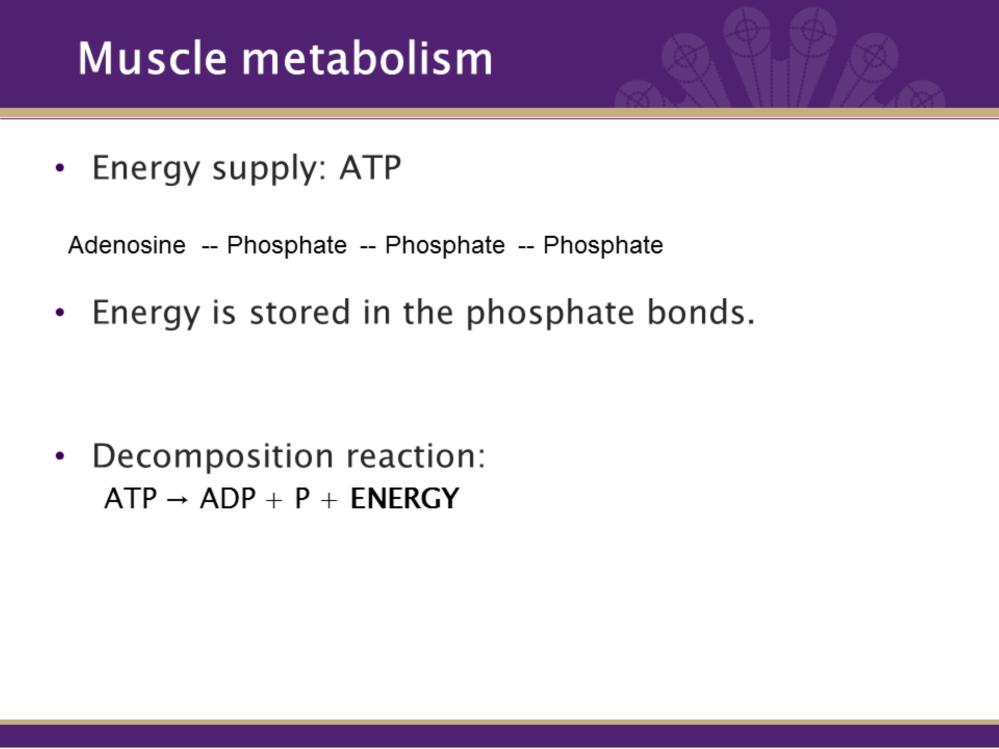 When we discuss muscle metabolism, we are talking about the chemical reactions needed to produce energy. Energy is supplied from ATP, think back to our chemistry section.