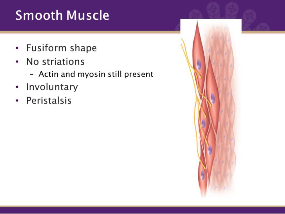 SMOOTH MUSCLES We have talked a little bit about this muscle type in tissues, but to provide a little bit more information and to review.