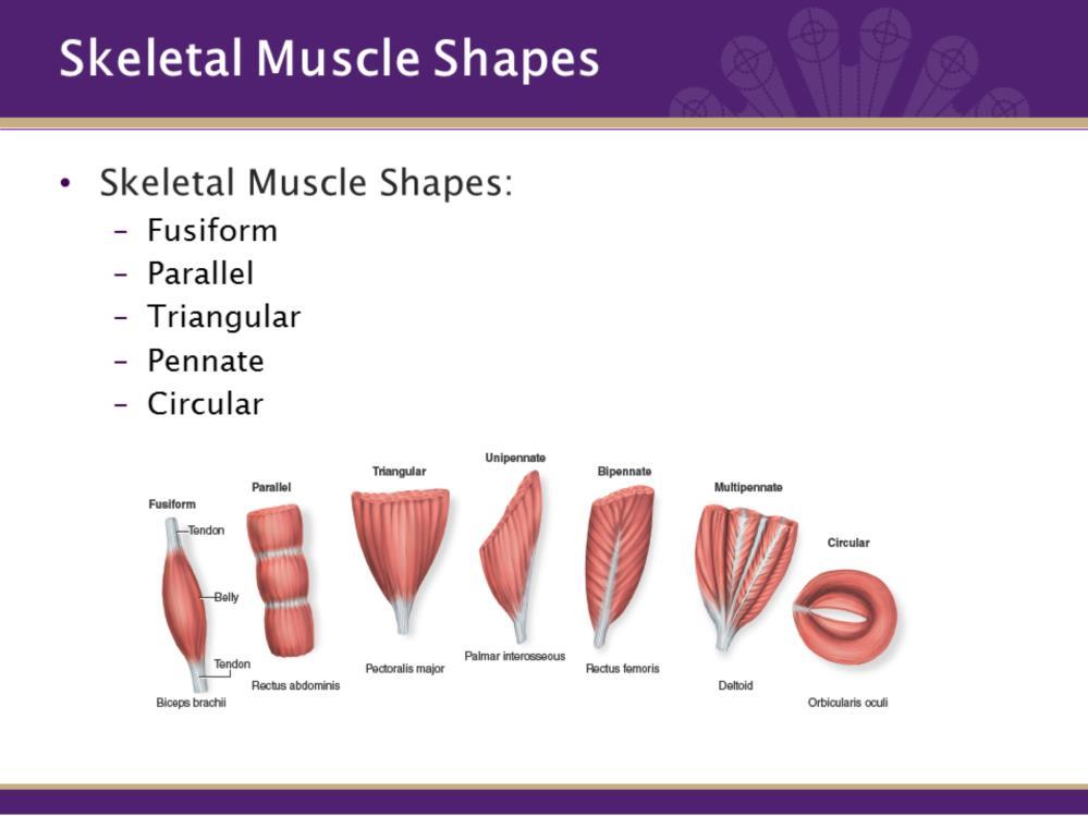 For now, we are going to focus on skeletal muscle. Skeletal muscle comes in a few different shapes. Muscle strength is determined by their shape and the direction they pull.
