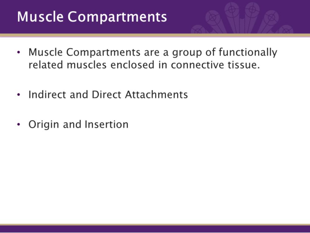 Muscle Compartments are a group of functionally related muscles enclosed in connective tissue. Muscles and Muscle Compartments attach to bone indirectly and directly.