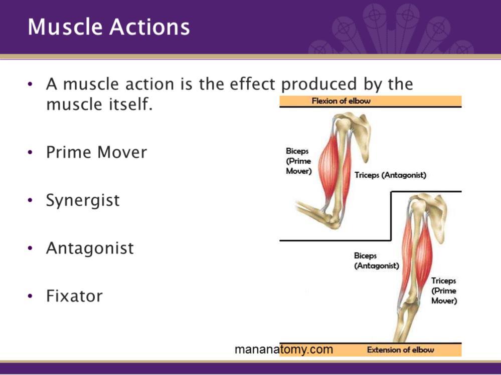 A muscle action is the effect produced by muscle. Muscles do not work in isolation. When we have an action, there is a prime mover, a synergist, an antagonist, and a fixator.