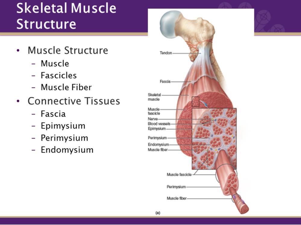 The STRUCTURAL FEATURES of skeletal muscle are as follows, starting with big and working small. 1. A muscle is composed of a bundle of fascicles 2. Fascicle are a bundle of muscle fibers 3.