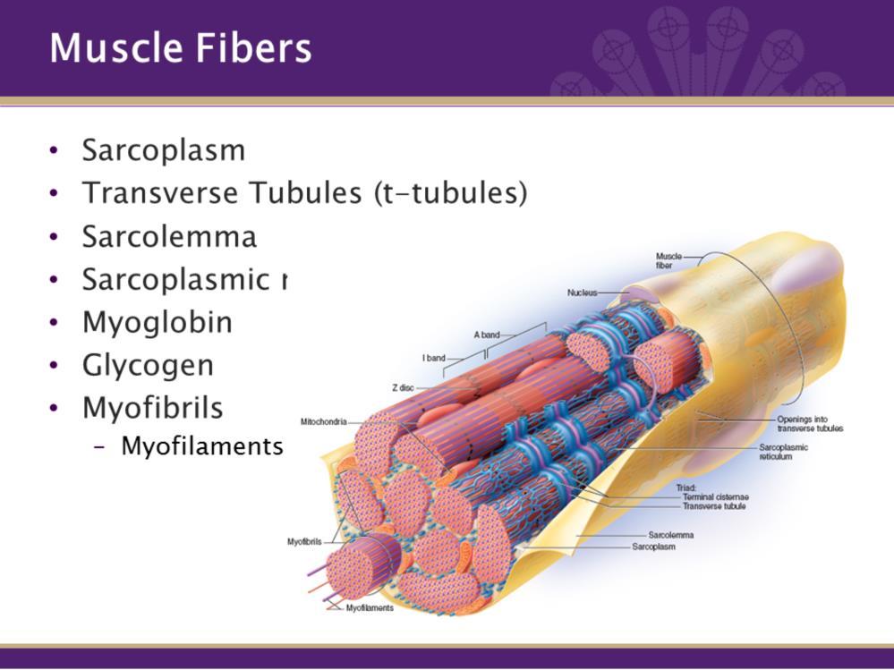 MUSCLE FIBERS contain the same organelles as other cells, but because of their functions, we give them specialized names. Sarcolemma is the cell membrane.