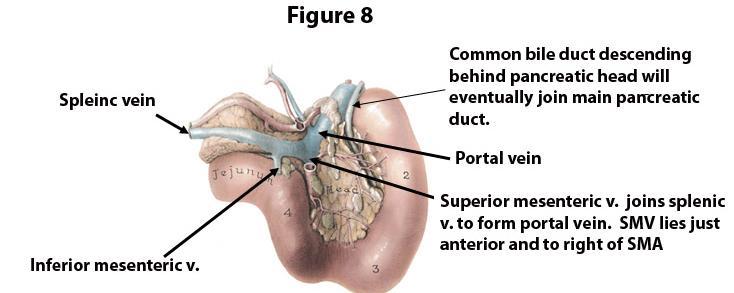 10 Portal Vein Find the portal vein in the free border of the lesser omentum, behind the hepatic artery and the bile ducts.