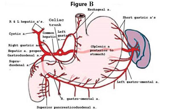 celiac trunk. Identify the branches of the celiac trunk (Figure B).