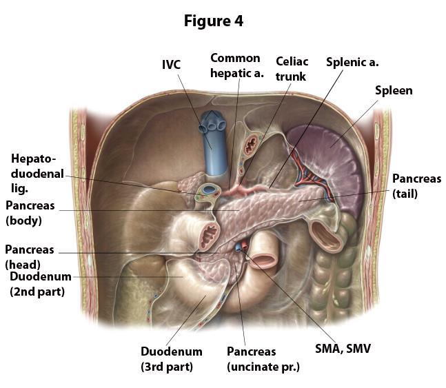 7 Identify the pancreas within the curve of the duodenum (Figure 4). This secondarily retroperitoneal organ lies against lumbar vertebral bodies (mainly L2).