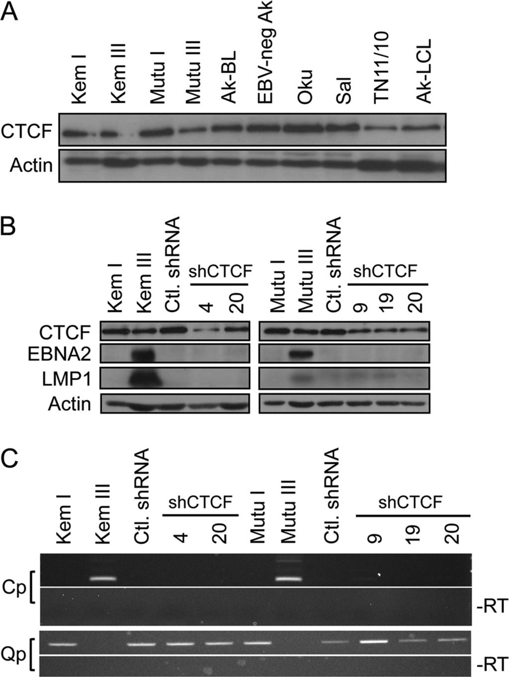 Control (Ctl.) lines expressed the standard control (non-dnmt-specific) shrna in addition to the DNMT3B-specific shrna.