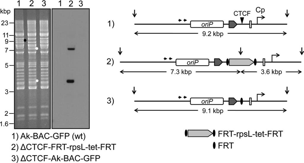 Hughes et al. FIG 7 Generation of CTCF rebv. Shown is the recombineering strategy used to generate a mutant rebv genome deleted for the previously identified CTCF binding site within Cp (6).