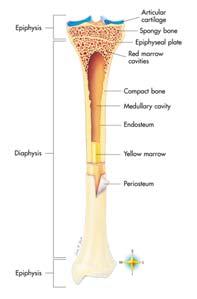 BONE MARROW (MYELOID TISSUE) Tissue Type: Connective Tissue (Reticular) LOCATIONS Long Bones: Medullary Cavity Epiphyses: Spaces in Cancellous Bone Short, Flat, Irregular Bones: Spaces