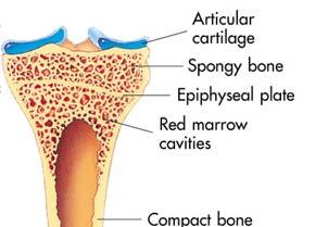 Cartilage That Lies B/T Epiphyses and Diaphysis Didn t Ossify During the Fetal Period (Purpose: To Allow Bone Growth in Length) Epiphyseal Plate 1) Thickens