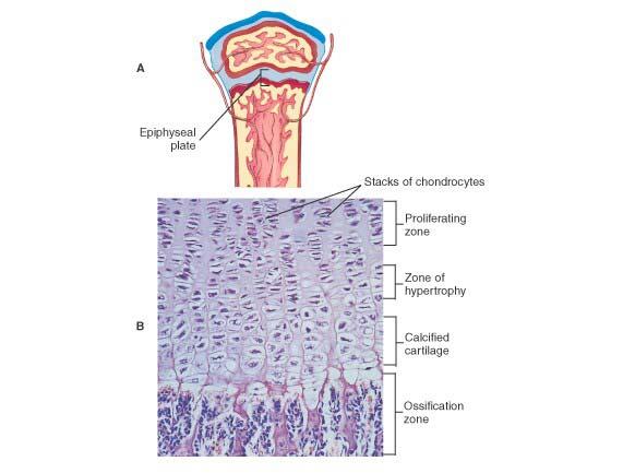 AND OSTEOCLASTS Osteoblasts (Periosteum) Build New Bone on the Outer Surface