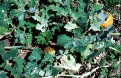 August Powdery Mildew on Muskmelon Symptoms include white dusty fungal growth on upper and lower