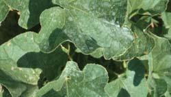 high Resistance may break down to new races Resistance in squash and pumpkin more variable ibl