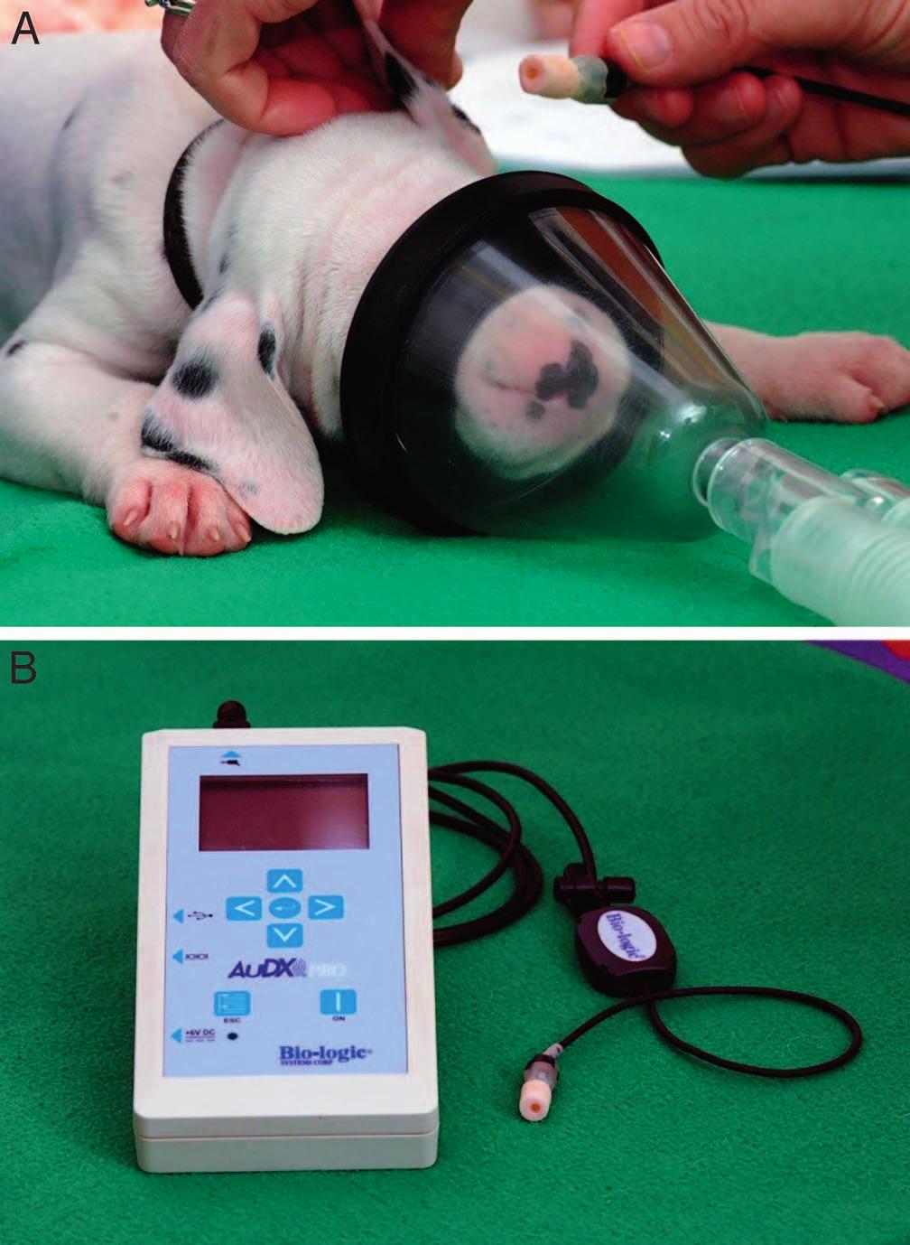 Detection of Deafness in Puppies compressing the foam tip, the upper portion of the pinna was grasped and gently pulled upward and backward while the foam tip was inserted into the external ear canal.