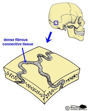 Suture Joint (#1) Bones are held together by a thin layer of dense