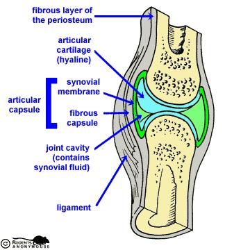 SYNOVIAL JOINTS The articulating surfaces of the bones are covered by a thin layer of very smooth hyaline cartilage (articular cartilage) and lubricated by a special fluid,