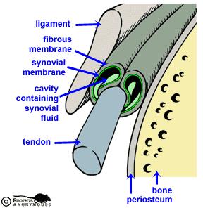 Tendon Sheaths Tendon sheaths are similar to bursae, but differ in shape They