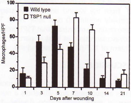 Figure 3: A comparison of the simulation output for the time course of TGFβ concentration with data from [95, Figure 2], showing the time course of active TGF-β generation during wound repair in rats.
