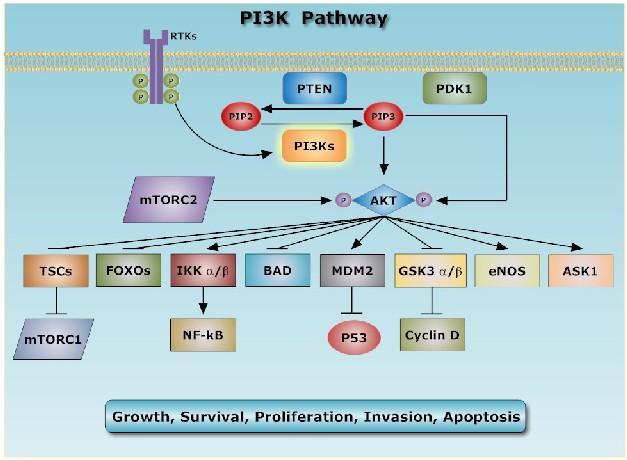 PI3K Background The phosphatidylinositol 3-kinase (PI3K) pathway is a key cell signaling node whose dysregulation commonly results in the transformation of normal cells into cancer cells.