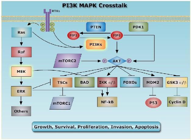 The MAPK and PI3K cell signaling pathways play significant roles in cancerogenesis.