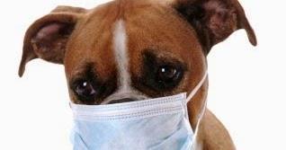 Canine Influenza Fact Sheet for Veterinarians What is canine influenza? Canine flu is a highly contagious viral infection that causes illness in 80% of exposed dogs.