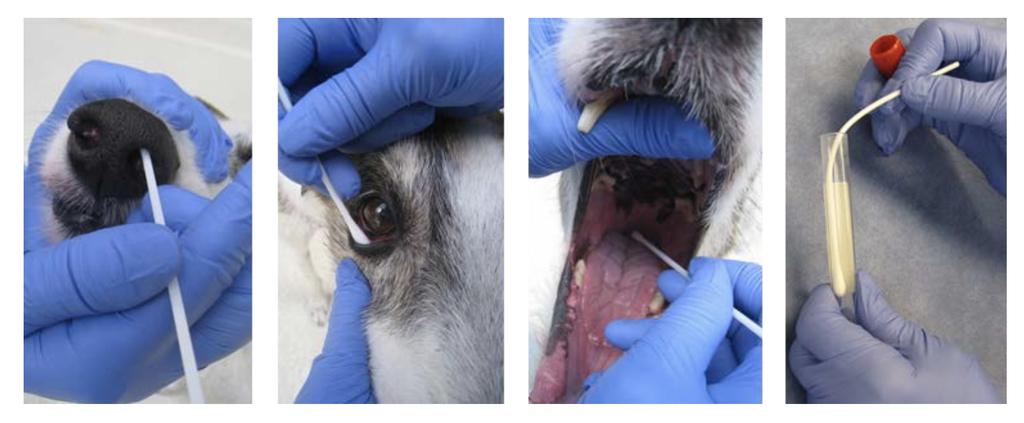Diagnosis Collect nose and throat swabs to submit for Respiratory PCR testing at diagnostic lab Collect swabs from dogs that have been sick for
