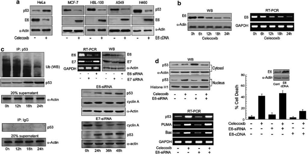 176 Figure 2 E6 deprivation induces p53 stabilization but fails to achieve p53-mediated apoptosis in HeLa cells.