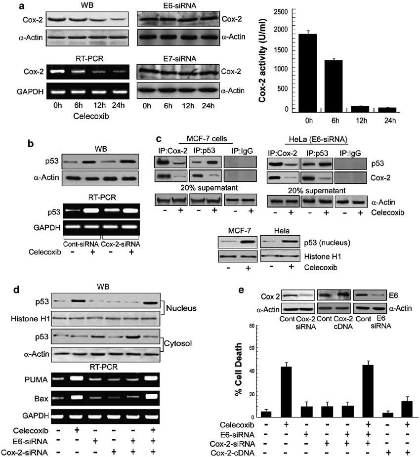 178 Figure 3 Celecoxib downregulates Cox-2 to increase p53 transcript and to relieve p53 from cytoplasmic sequestration.