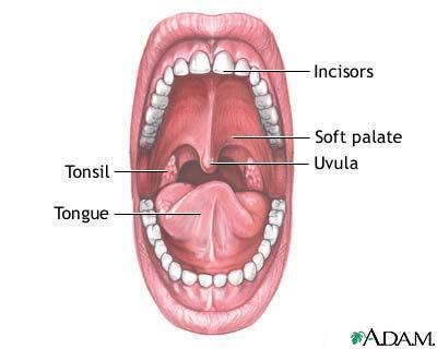 tract Lips, oral cavity, floor of mouth, top of mouth,