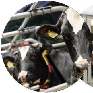 Netherlands: dairy cattle Covenant Clean and Efficient : 30%