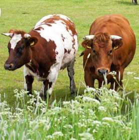 quality grass herbage and grass silage starch: concentrate / maize