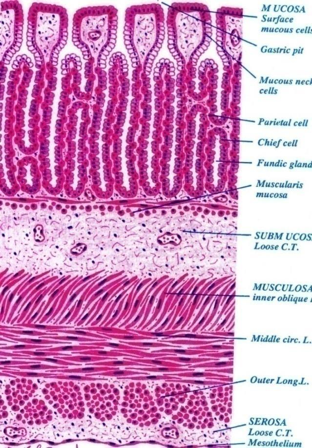 Fundus (and Body) of Stomach Mucosa: is invaded by fundic glands.