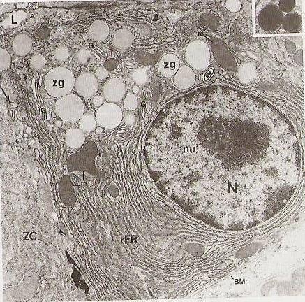 2. Peptic (chief) cells: Fundic Glands The predominant cell type. Columnar cells.