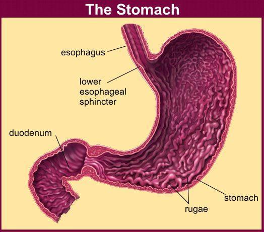 STOMACH It has 4 regions: cardia, fundus, body and pylorus.