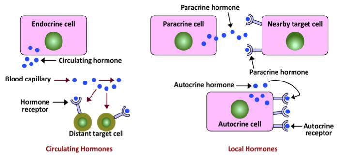 Figure 8: Sites of action of circulating and local hormones.