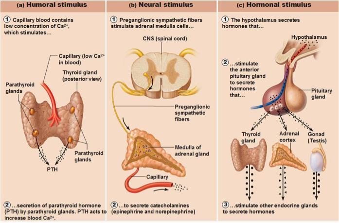 Figure 9: Three major types of endocrine gland stimuli. Source: http://4.bp.blogspot.