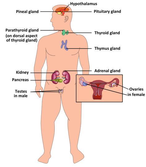 Figure 3: Locations of major endocrine glands in Human.