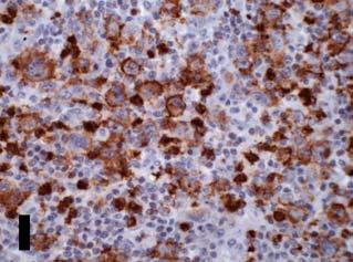 a number of primary antibodies while retaining excellent quality of staining.