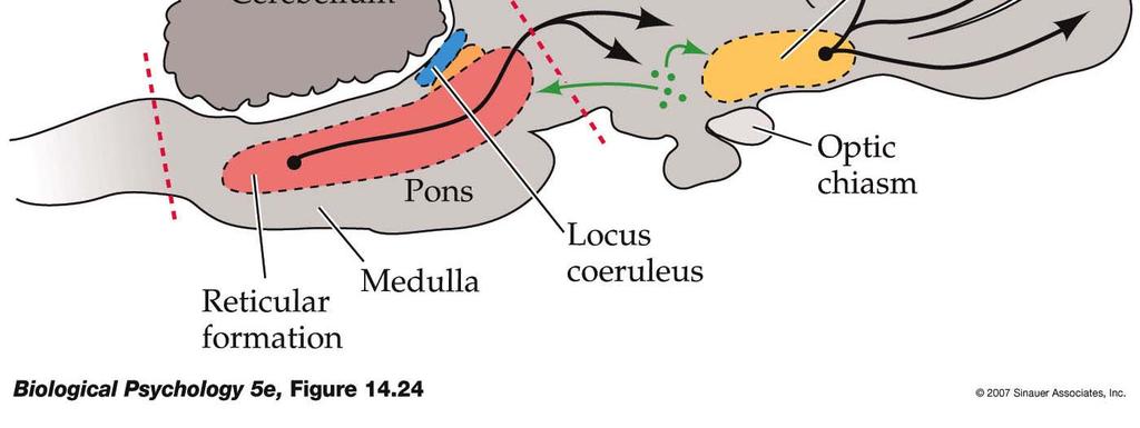 axons areas that