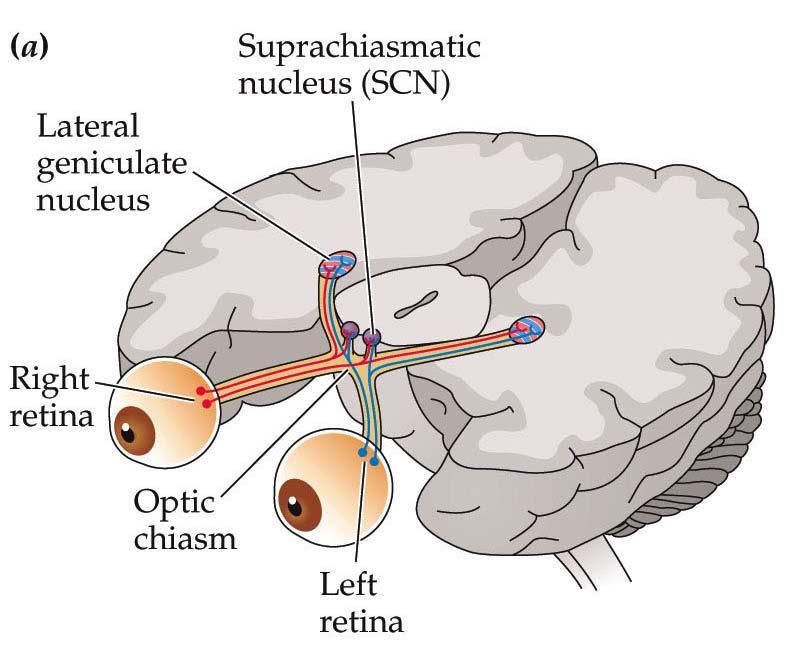 The Retinohypothalamic Pathway in Mammals (Part 1) The SCN generates its own rhythms.