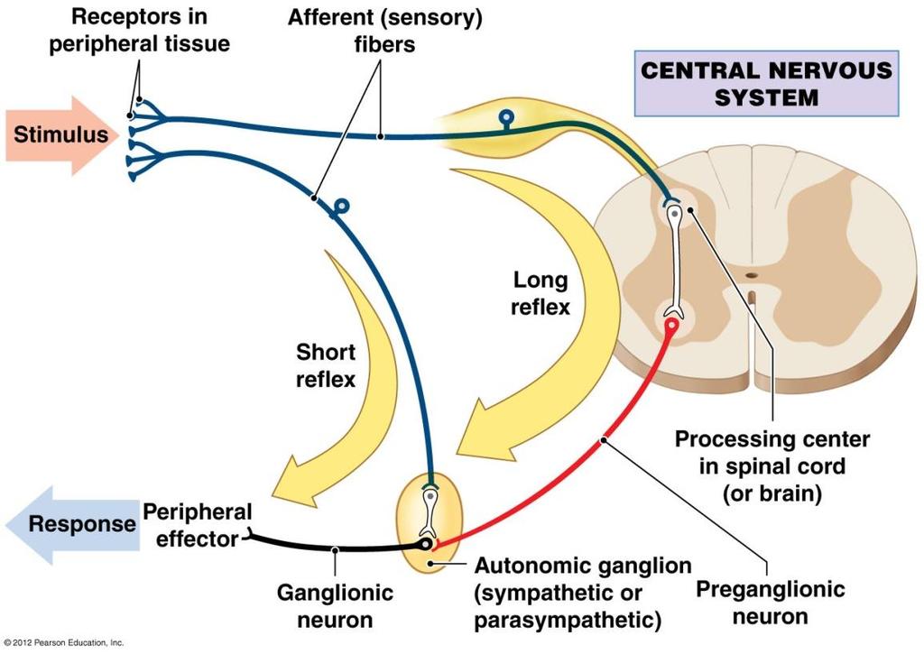 Visceral Reflexes Short Reflexes Sensory nerve impulses go to the ganglionic