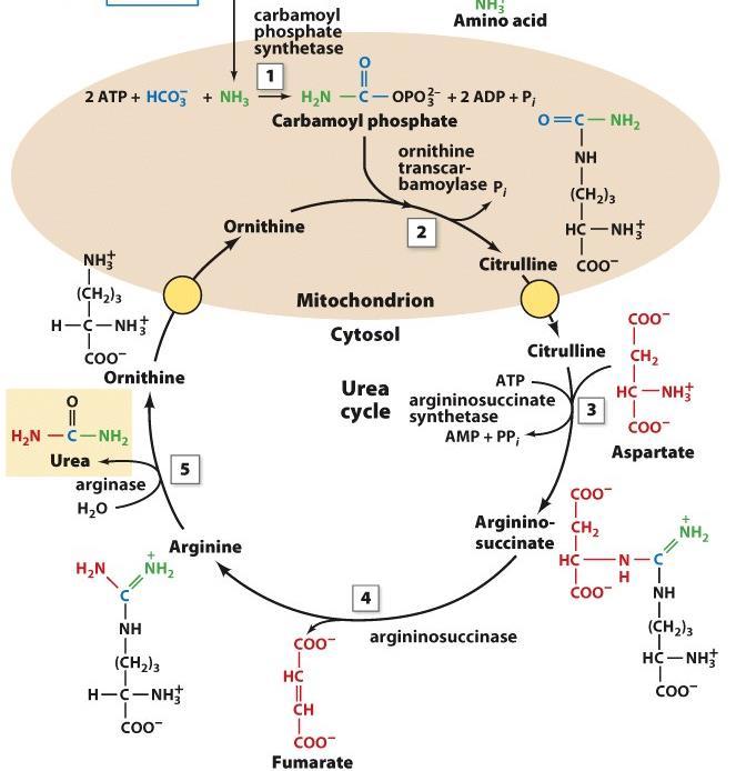 The Urea Cycle a largely liver affair!