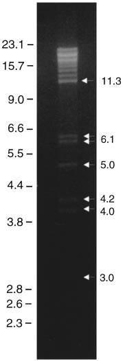 rr genes and repeat regions of WSSV Results Analysis of an 11 kb BamHI fragment of WSSV DNA WSSV DNA was isolated from purified virions and digested with BamHI (Fig. 1).