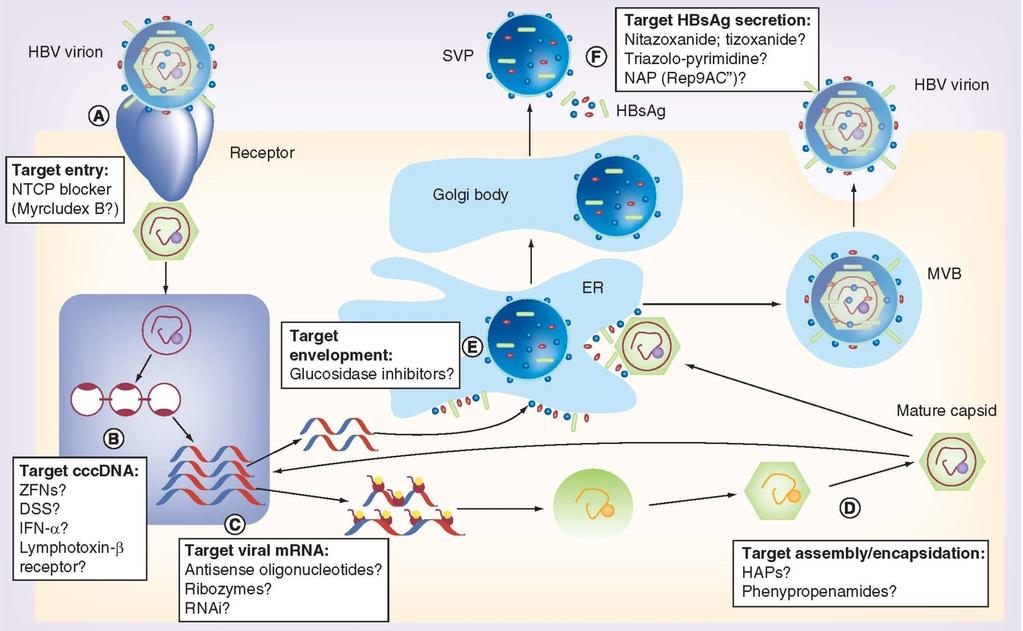 HBV Lifecycle Showing Novel Approaches for Viral