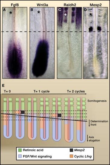 Segmentation of the somites Wnt and FGF signaling originating in the precursor to the presomatic Mesoderm (posterior) Retinoic acid signaling in the anterior Moves towards the